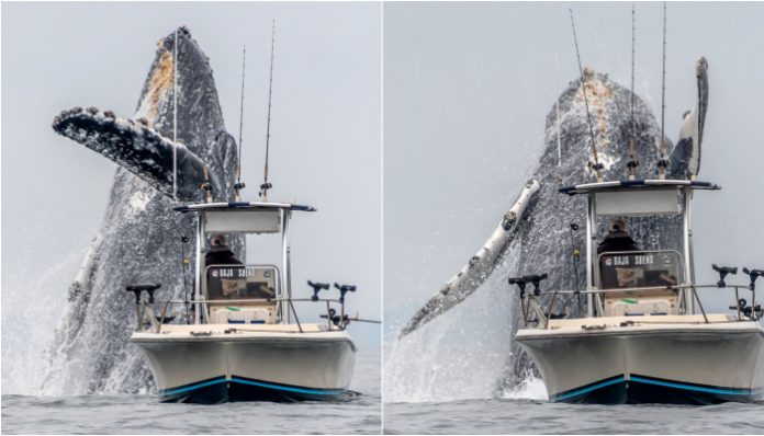 Vídeo viral mostra o incrível salto de uma baleia gigante ao lado de um pescador