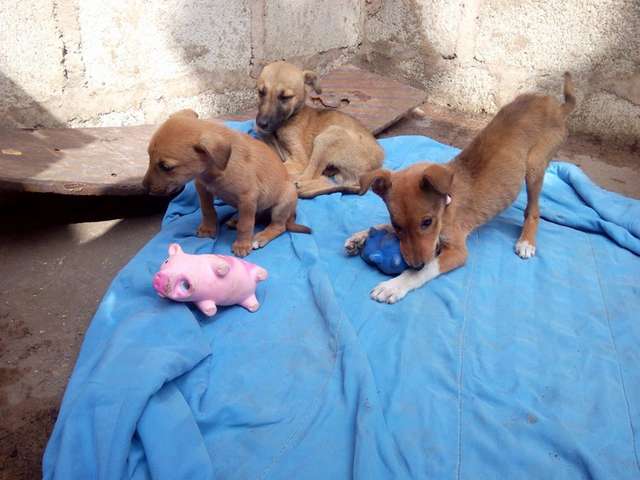 revistapazes.com - Cinco pequenas crianças salvam sozinhas um cachorro abandonado em rua movimentada