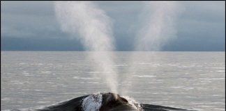 O som de uma das baleias mais raras do planeta foi gravado pela primeira vez