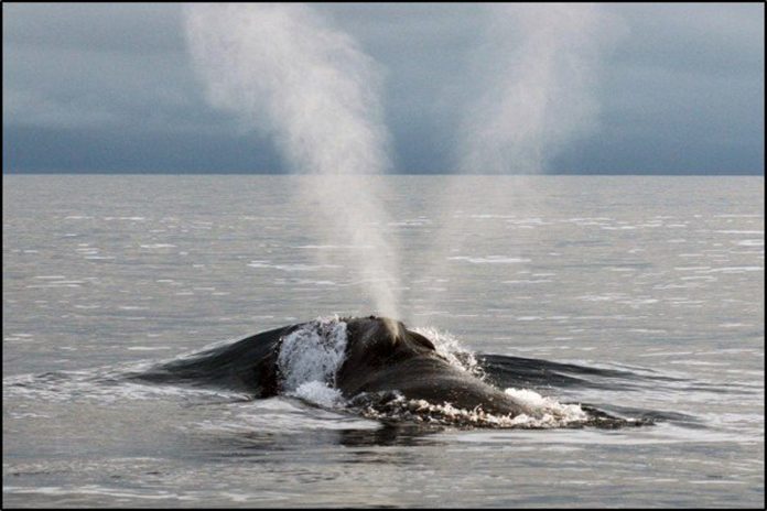 O som de uma das baleias mais raras do planeta foi gravado pela primeira vez