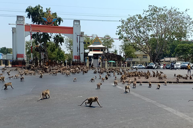 revistapazes.com - Centenas de macacos procuram comida na Tailândia. "Em razão do coronavírus, não há turistas para alimentá-los", afirmam populares