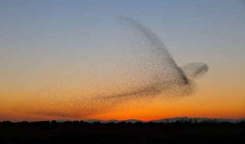 revistapazes.com - Fotógrafo registra uma coordenação espetacular de pássaros no crepúsculo e só mais tarde percebe a maravilha que capturou
