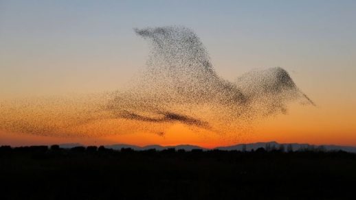 revistapazes.com - Fotógrafo registra uma coordenação espetacular de pássaros no crepúsculo e só mais tarde percebe a maravilha que capturou