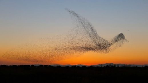 revistapazes.com - Fotógrafo registra uma coordenação espetacular de pássaros no crepúsculo e só mais tarde percebe a maravilha que capturou