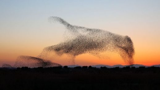 revistapazes.com - Fotógrafo registra uma coordenação espetacular de pássaros no crepúsculo e só mais tarde percebe a maravilha que capturou