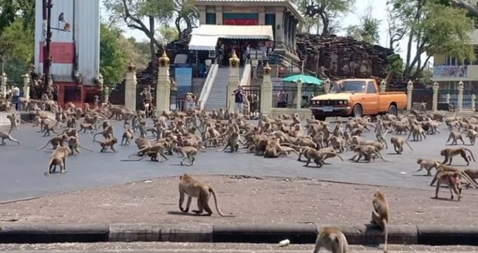 Centenas de macacos procuram comida na Tailândia. “Em razão do coronavírus, não há turistas para alimentá-los”, afirmam populares