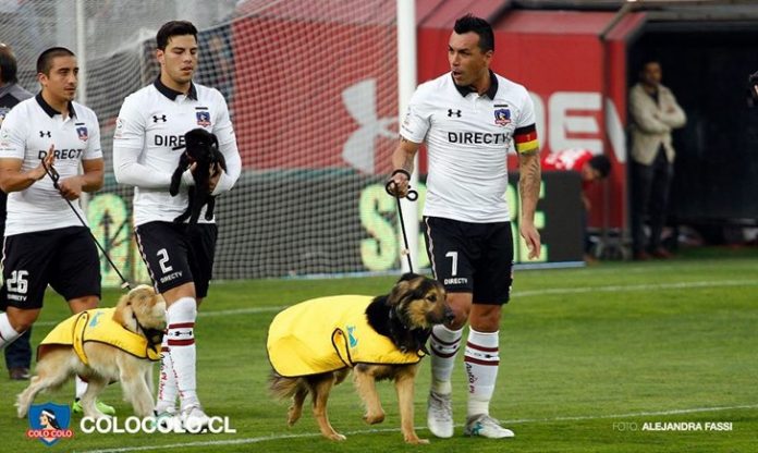 Time de futebol entrou em campo com filhotes abandonados para adoção