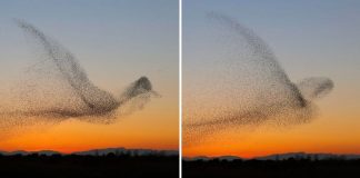 Fotógrafo registra uma coordenação espetacular de pássaros no crepúsculo e só mais tarde percebe a maravilha que capturou