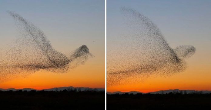 Fotógrafo registra uma coordenação espetacular de pássaros no crepúsculo e só mais tarde percebe a maravilha que capturou