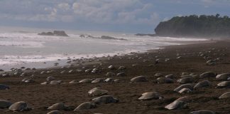 Coronavírus: sem turistas, tartarugas retornam em massa para fazer seus ninhos nas costas indianas