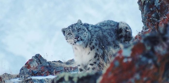 O leopardo-das-neves, uma espécie em extinção, reaparece!