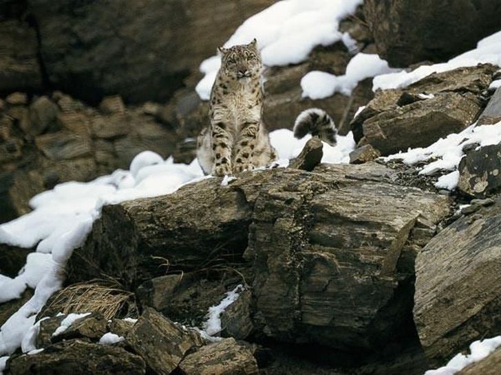 revistapazes.com - O leopardo-das-neves, uma espécie em extinção, reaparece!