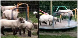 Cordeiros  são flagrados brincando em um parque infantil durante a quarentena