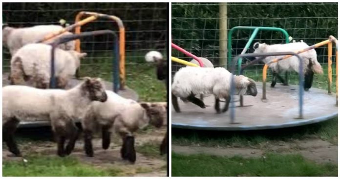 Cordeiros  são flagrados brincando em um parque infantil durante a quarentena