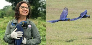 Neiva Guedes, bióloga que salvou a Arara Azul da extinção, concorre ao prêmio “Faz Diferença”