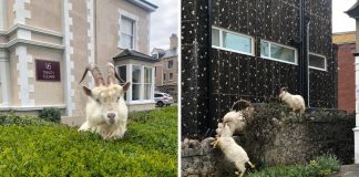 As ruas do país de Gales estão desertas e majestosas cabras selvagens conquistam a cidade