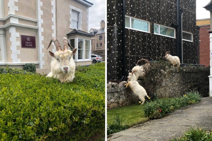 As ruas do país de Gales estão desertas e majestosas cabras selvagens conquistam a cidade