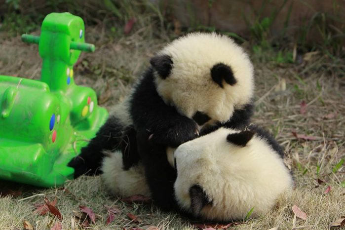 revistapazes.com - Sim, encontramos um berçário de pandas! Veja e apaixone-se