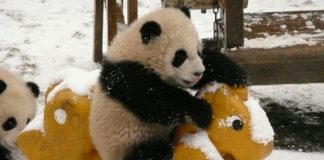 Sim, encontramos um berçário de pandas! Veja e apaixone-se