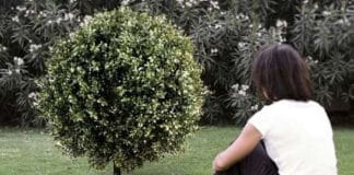 “Poetree”: a urna funerária em que uma árvore nasce das cinzas