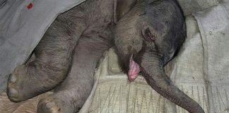 Bebê elefante chora por 5 horas seguidas após ser rejeitado por sua mãe (vídeo)