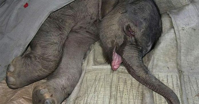 Bebê elefante chora por 5 horas seguidas após ser rejeitado por sua mãe (vídeo)