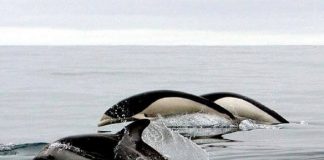 Pela primeira vez, em 20 anos, golfinhos sem barbatana dorsal são vistos no Chile