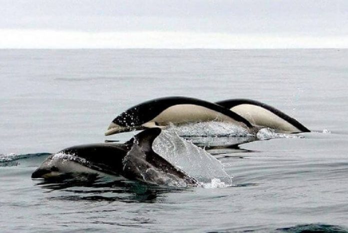 Pela primeira vez, em 20 anos, golfinhos sem barbatana dorsal são vistos no Chile