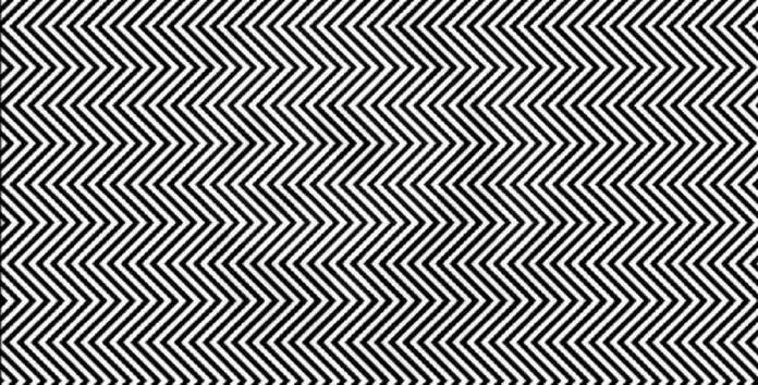 imagen Apenas 1% das pessoas podem encontrar o animal nesta foto. Você consegue?