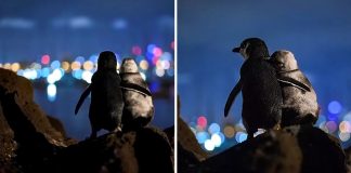 Fotógrafo captura dois pinguins abraçados, enamorados do horizonte, e a foto viraliza