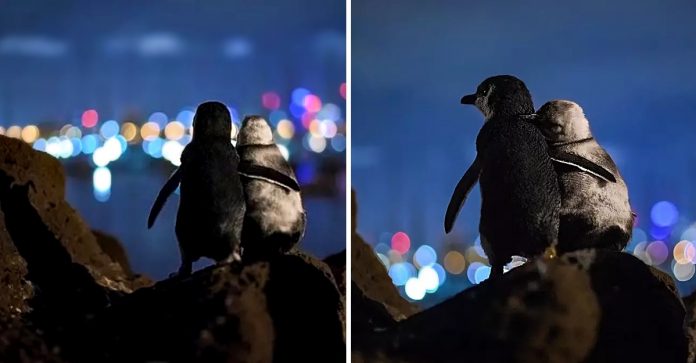 Fotógrafo captura dois pinguins abraçados, enamorados do horizonte, e a foto viraliza
