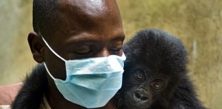 13 guardas florestais foram mortos em emboscada no Parque Virunga, no Congo