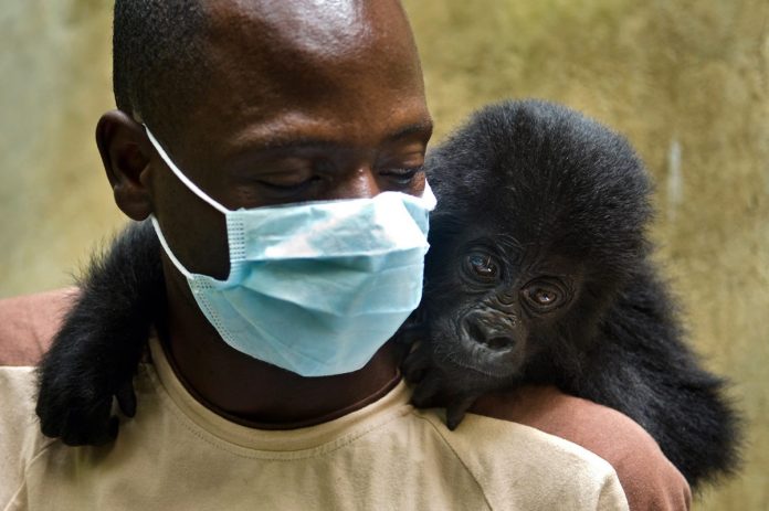 13 guardas florestais foram mortos em emboscada no Parque Virunga, no Congo