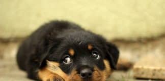 A China finalmente muda orientação e diz que colocará fim ao consumo de carne de cachorro