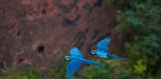 Após 20 anos de extinção, Brasil recebe 50 filhotinhos de araras azuis