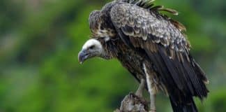 “Onde há cadáveres, urubus se juntarão”, alerta Pe. Zezinho sobre políticos e coronavírus: