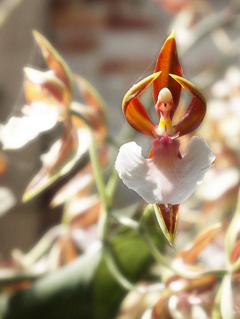 revistapazes.com - 8  orquídeas exóticas que vão hipnotizar a sua alma