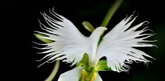 8  orquídeas exóticas que vão hipnotizar a sua alma