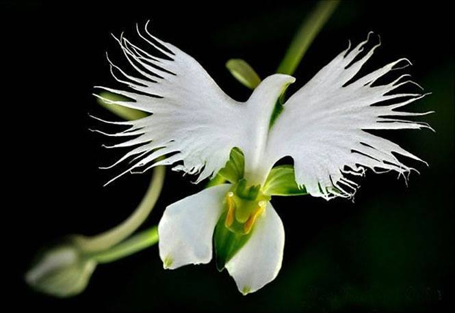 8 orquídeas exóticas que vão hipnotizar a sua alma