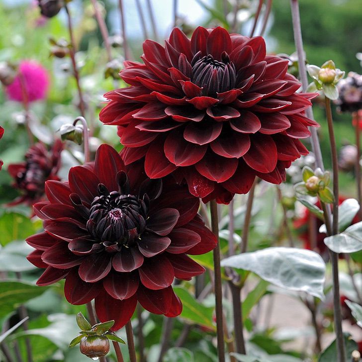 revistapazes.com - Flores góticas que você vai querer ter em seu jardim: são de rara beleza