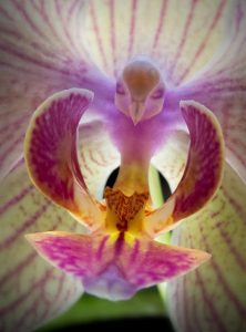 revistapazes.com - 8  orquídeas exóticas que vão hipnotizar a sua alma
