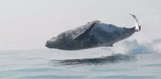 #vídeo# Baleia de 40 toneladas filmada dando um impressionante salto completo
