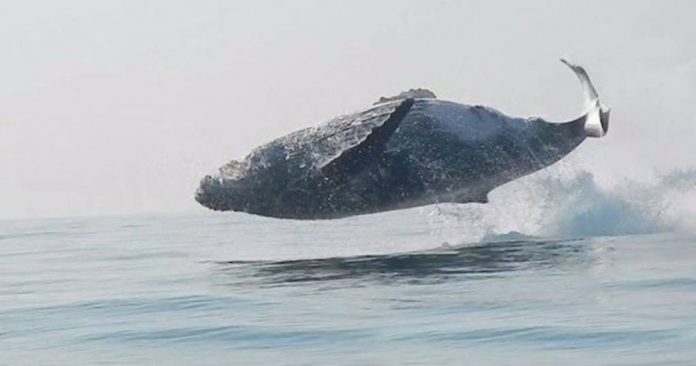 #vídeo# Baleia de 40 toneladas filmada dando um impressionante salto completo