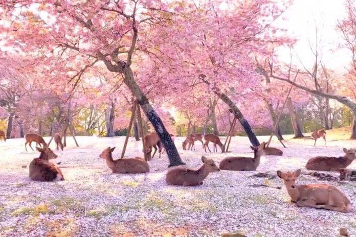 Dezenas de cervos descansam sob as cerejeiras em flor no Japão