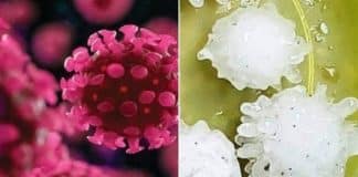 Chuva de granizo com ‘formato de coronavírus’ deixa pessoas alarmadas no México