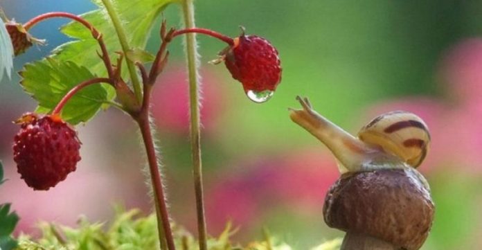 Fotógrafo ucraniano encanta o mundo com a poesia das miudezas