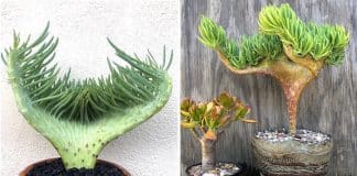 A suculenta “cauda de sereia” embelezará qualquer jardim. E é muito fácil cuidar!