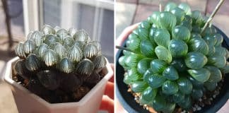 Conheça as “suculentas de vidro” que renovarão a alma do seu jardim. Uma obra de arte feita pela natureza