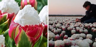 Essas tulipas de sorvete hipnotizantes parece que estão deixando as pessoas com fome… Confira!