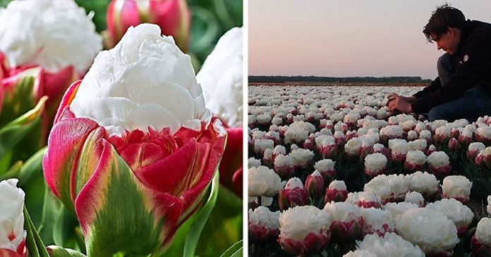 Essas tulipas de sorvete hipnotizantes parece que estão deixando as pessoas com fome… Confira!